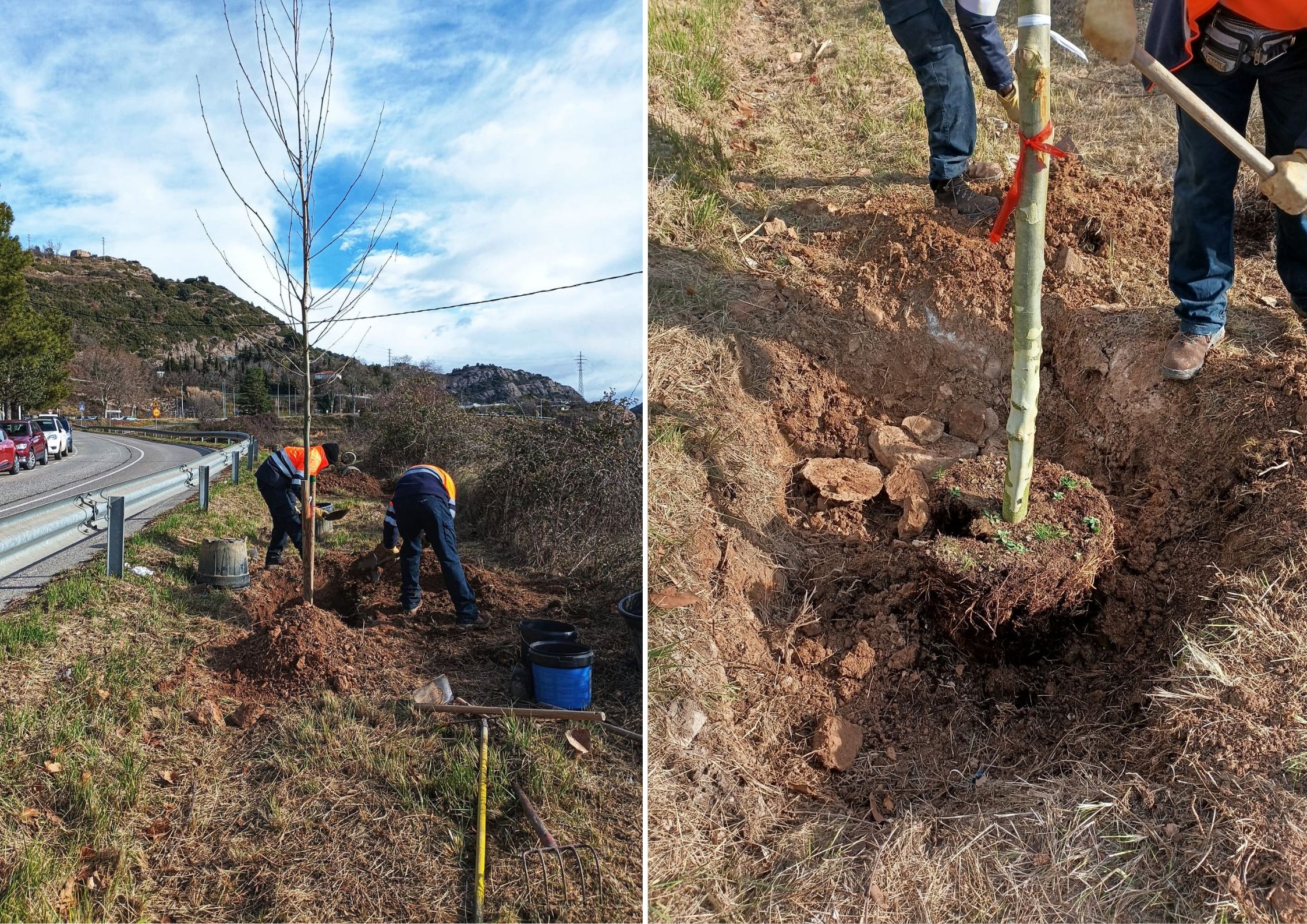 Berga inicia la campanya de plantaci&oacute; d'arbrat urb&agrave; amb la incorporaci&oacute; i renovaci&oacute; d'una seixantena d'arbres