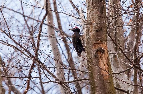 S'edita a Berga una guia per conèixer les principals espècies d'ocells que habiten l'entorn de la serra de Queralt